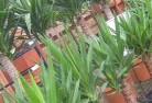 Yotingplant-nursery-10.jpg; ?>