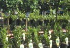 Yotingplant-nursery-14.jpg; ?>