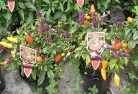 Yotingplant-nursery-27.jpg; ?>